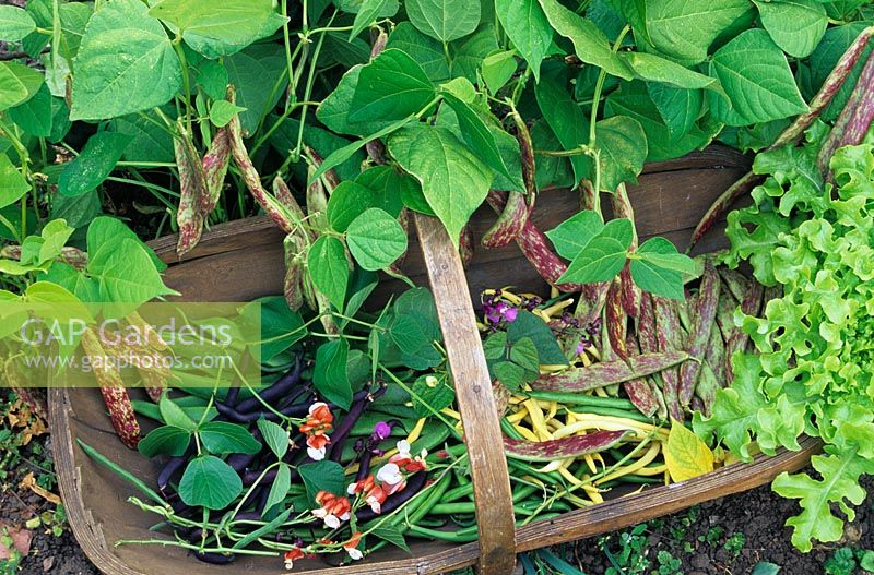 Yellow, green and purple bean harvest in a traditional wooden trug with Italian firetongue bean 'Borlotto' growing in a row at the back