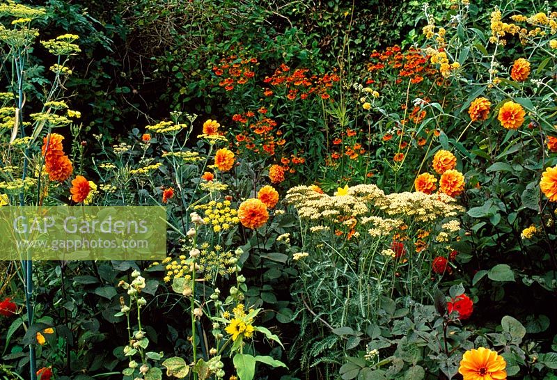 Warm colour themed border of orange Dahlia 'David Howard', Foeniculum vulgare -  Bronze fennel, Helenium 'Chipperfield Orange' and Achillea - Yarrow