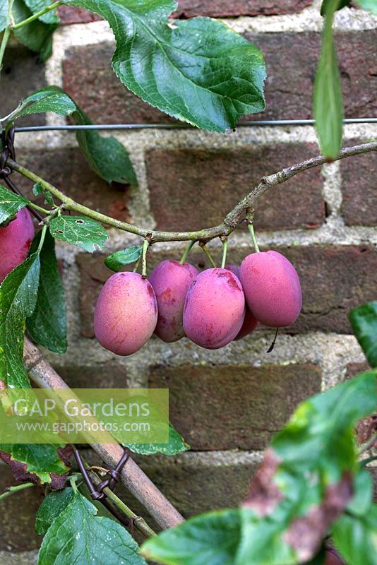 Prunus Domestica - Victoria plums growing against brick wall at Rymans garden, West Sussex