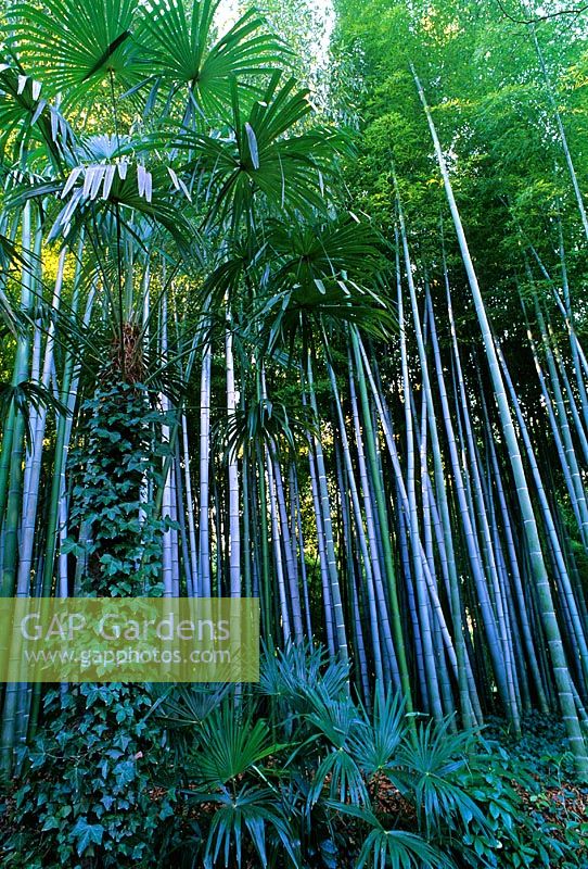 Phyllostachys pubescens 'Mazel Moso-Chiku'  Bamboo. Stand of very tall bamboo growing in tropical forest