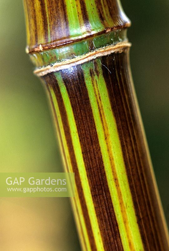 Phyllostachys violescens - Bamboo Stem