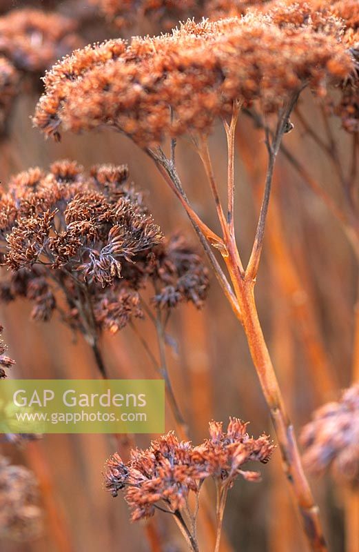 Seed heads of Sedum gypsicola 'Herbstfreude'. Syn Hylotelephium  'Herbstfreude'. St Andrews Botanic Garden, Scotland