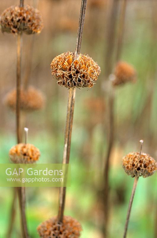Dried seed heads of Phlomis russeliana. St Andrews Botanic Garden, Scotland