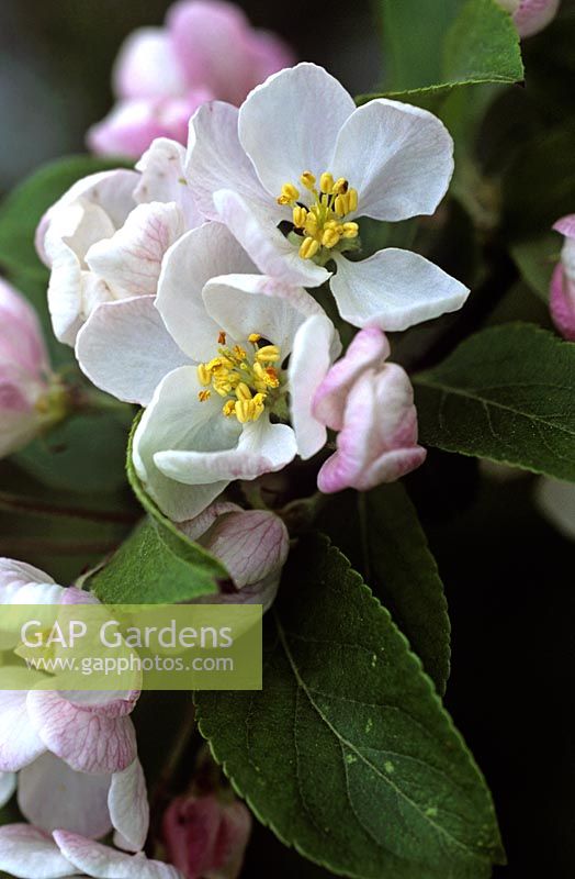 Malus 'John Downie' - Apple tree in blossom