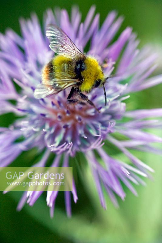 Centaurea scabiosa - Greater knapweed with Bumble Bee