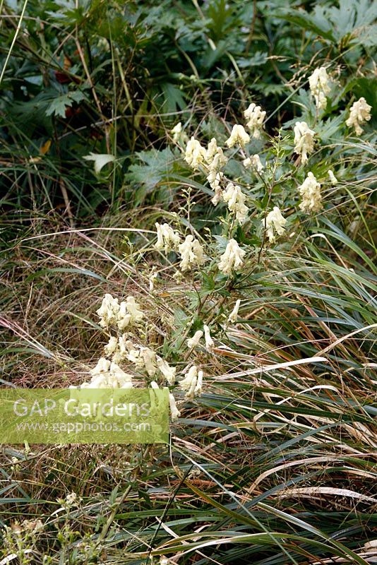 Aconitum lycoctonum subsp. vulparia - Alpine Wolfsbane

