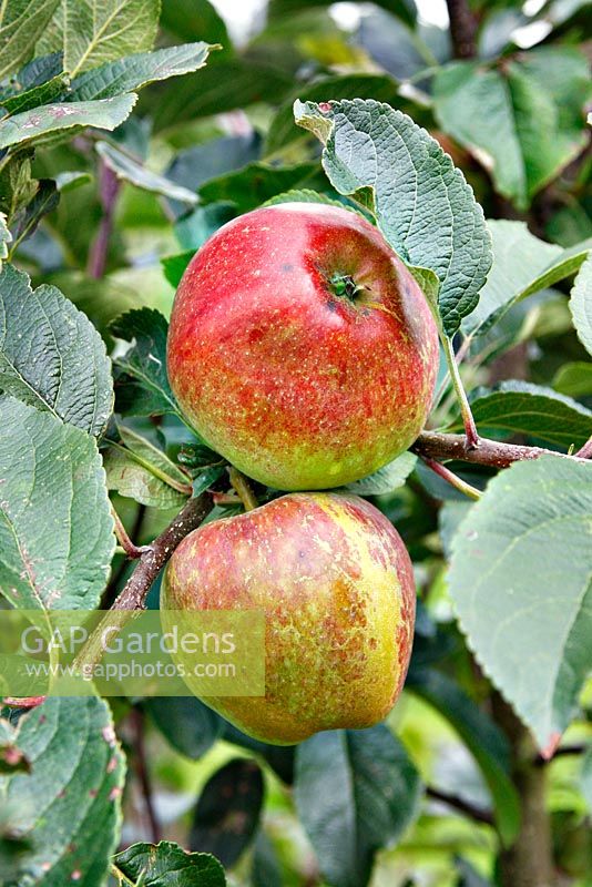 Malus domestica - Apple 'Kidd's Orange Red'