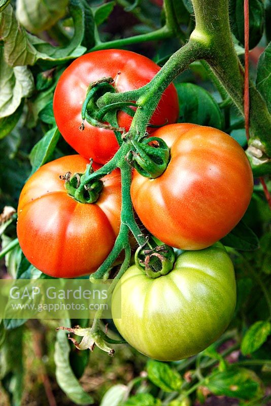 Tomato 'Faworyt'