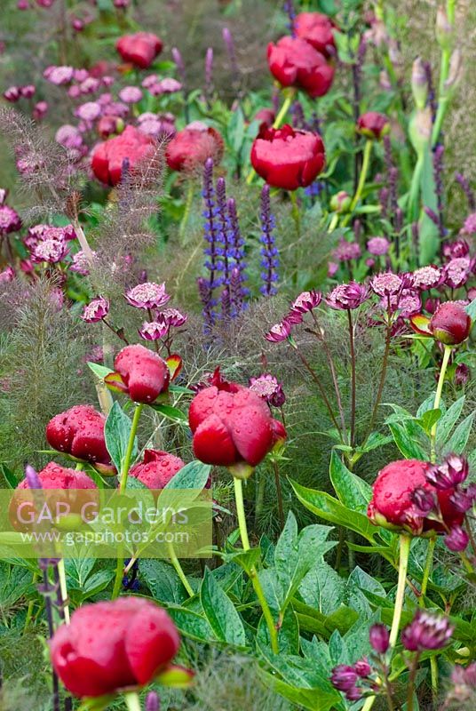 Astrantia major 'Claret' with Salvia 'Caradonna', Paeonia 'Buckeye Belle' and Foeniculum vulgare - The Laurent-Perrier Garden, Sponsored by Champagne Laurent-Perrier - Gold medal winner at RHS Chelsea Flower Show 2009