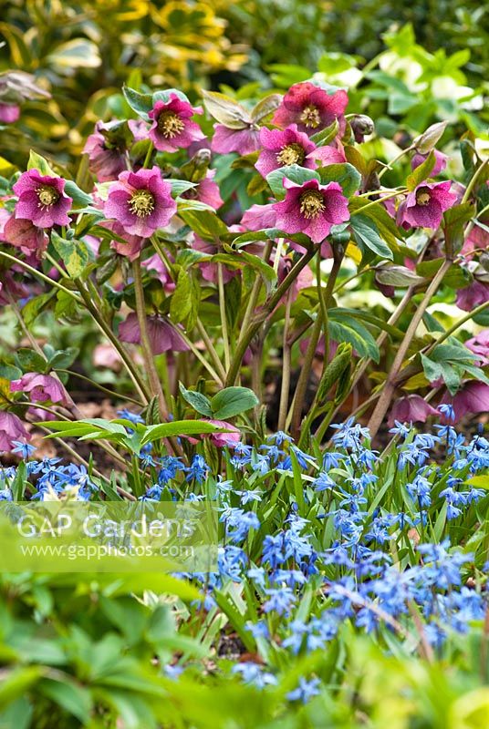 Helleborus x hybridus, Hellebore with Scilla sibirica, Siberian Squill. Plant combination, Perennial and Bulb, March, Spring.