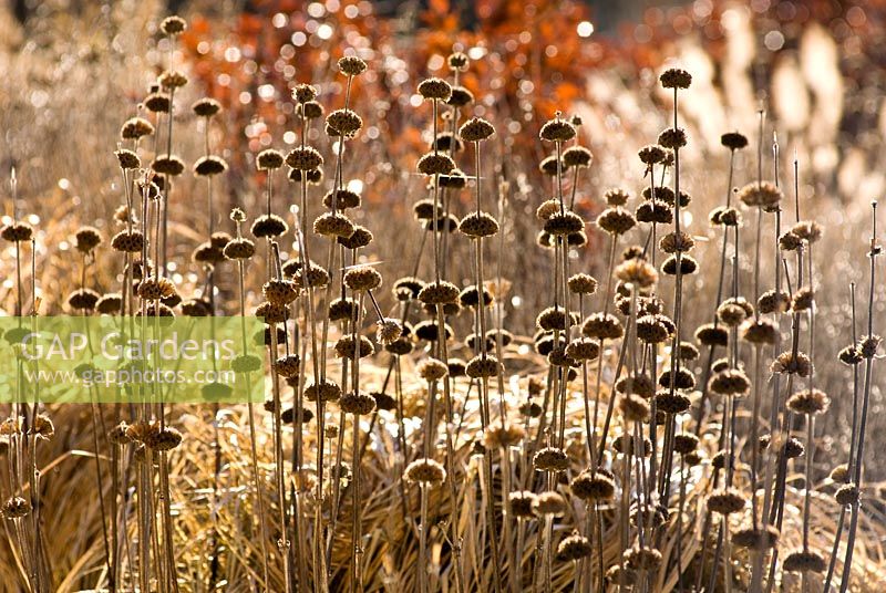 Phlomis russeliana seedheads, December, winter.