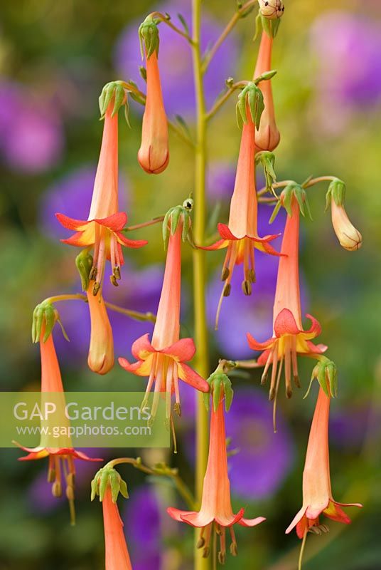Phygelius 'Rory', July. Close up portrait of of single stem with pendant orange flowers.