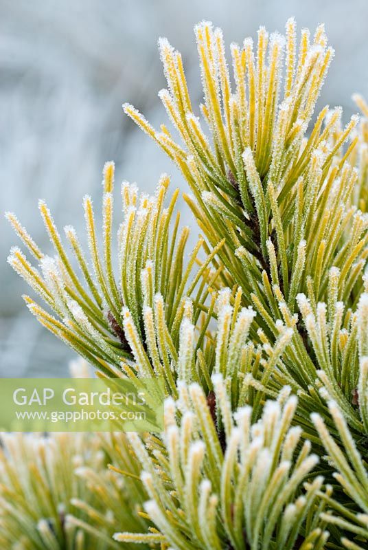 Pinus mugo 'Carsten's Wintergold' -  Dwarf Mountain Pine. 
Close up portrait of foliage covered in frost, December
