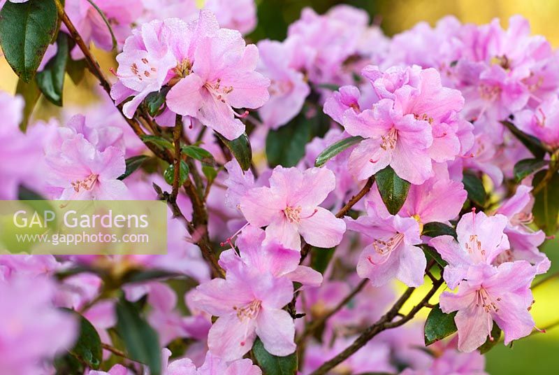 Rhododendron 'Praecox' - Rhodo, Azalea. March.