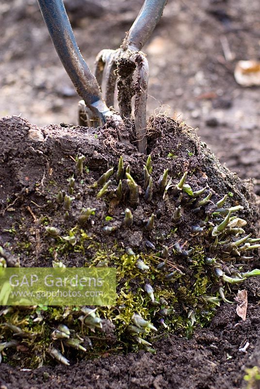 Splitting a large clump of Hosta - Plantain Lily by laying clump on it's side and using two garden forks back to back to pull apart then push together to divide into several smaller plants, carefully avoiding damage to new shoots. April.