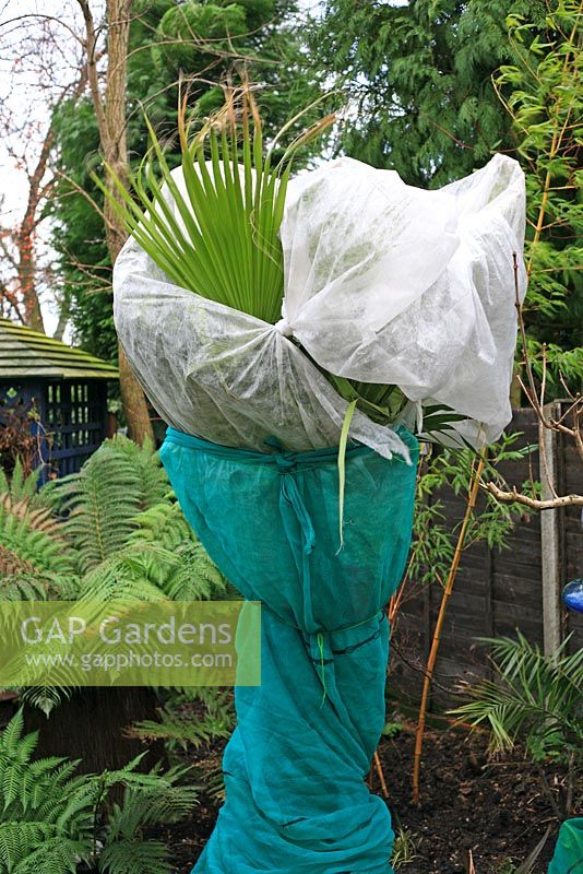 Borderline hardy palm, Washingtonia filifera cocooned in fleece and plastic mesh to protect ot over winter