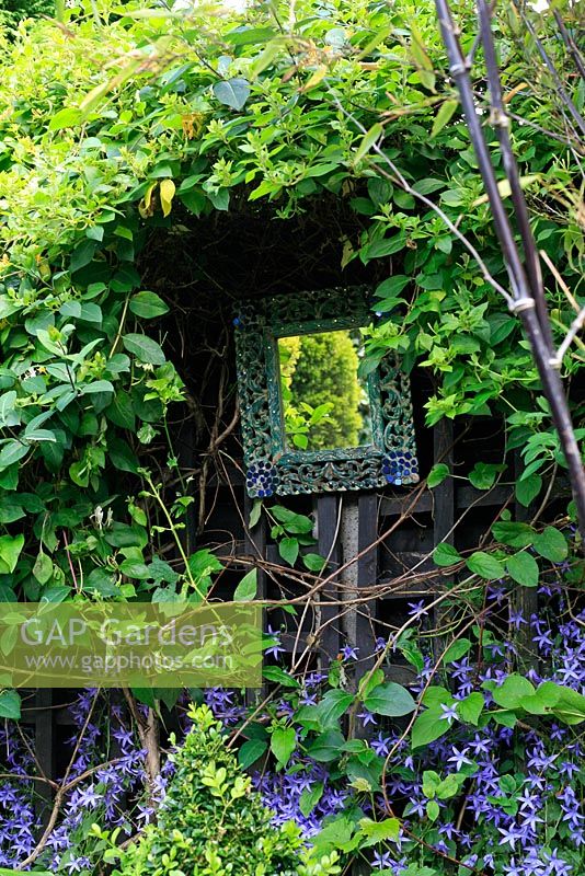 A fence mounted mirror reflects light into a narrow town garden surrounded by Japanese honeysuckle with Campanula portenschlagiana growing up from below
