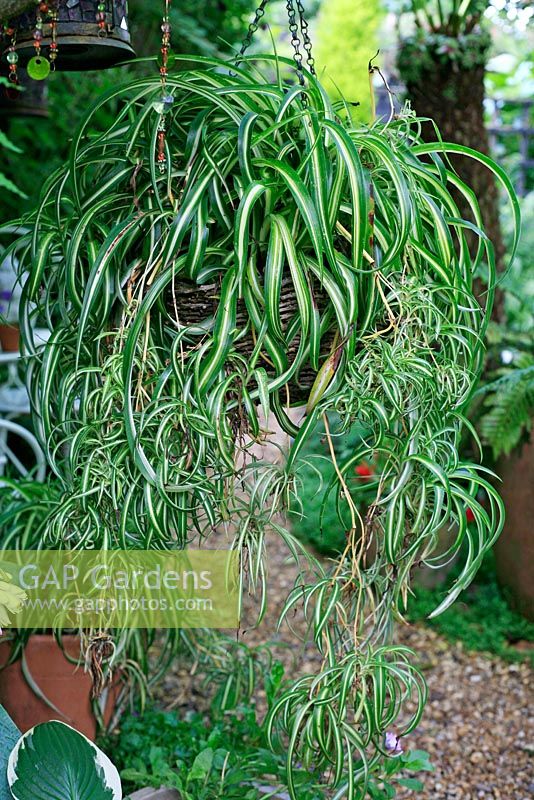 Spider plant, Chlorophytum comosum 'Vittatum' with trailing runners suspended in a hanging basket in a small town garden
