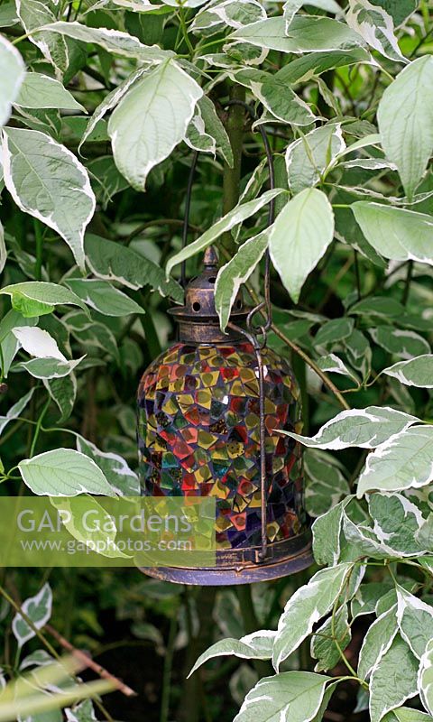 Hanging glass lantern suspened from the stems of variegated dogwood, Cornus alba 'Elegantissima'
