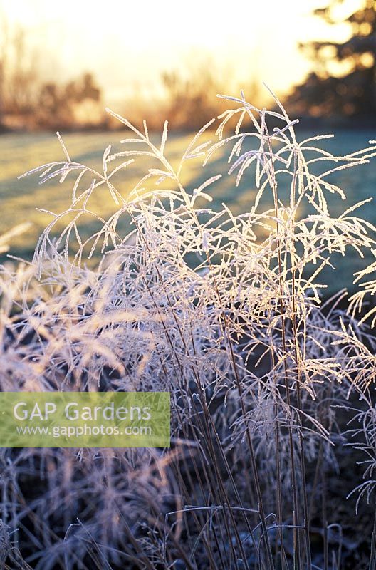 Close up of frost on Deschampsia cespitosa Goldtau - Syn. Golden Dew, Tufted hair grass in Winter