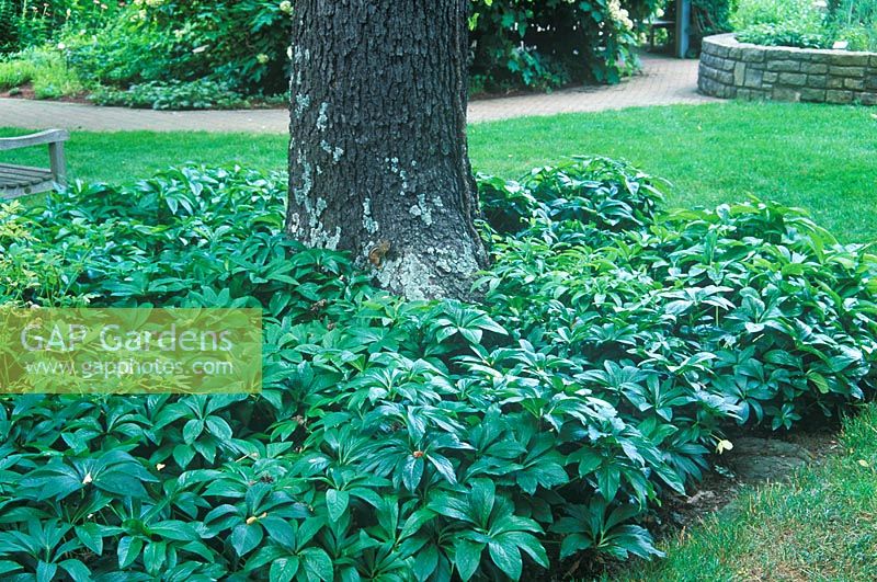 Helleborus x hybridus -  Hellebore. Portrait of plant used as groundcover at base of tree. Inniswood Gardens, Ohio, Columbus USA,  July. 