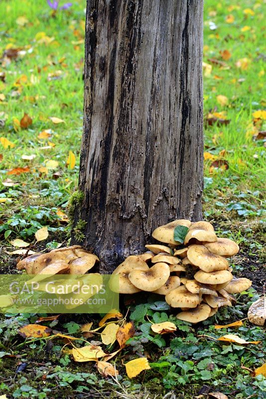 Armillaria - Honey Fungus spreading along tree roots in October, parasitic.