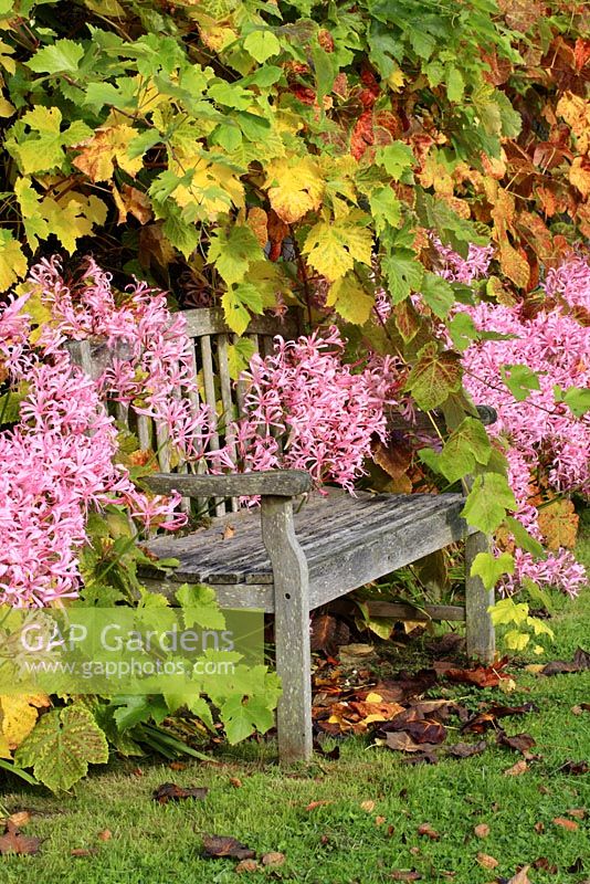 Wooden bench surrounded by Nerines and Vitis vinifera - Grape vine in late October