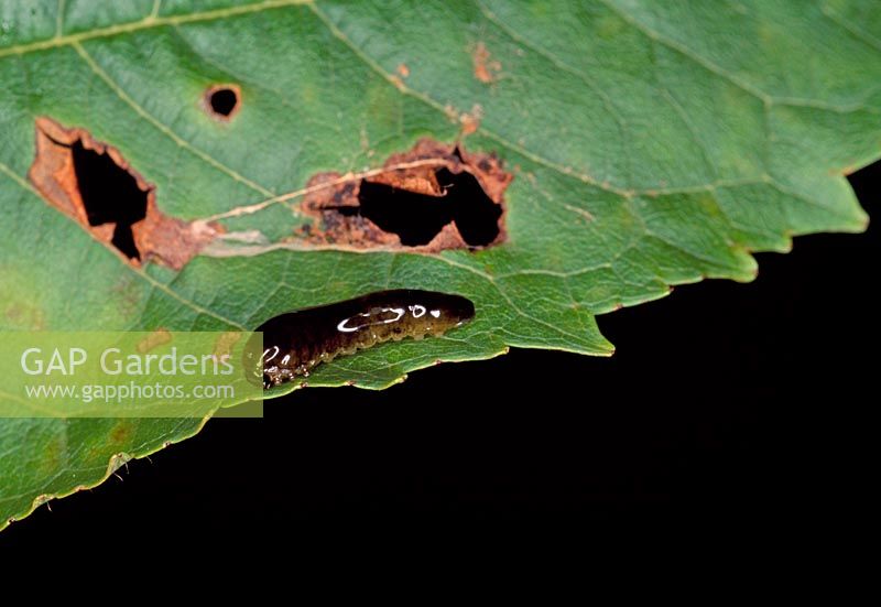 Caliroa cerasi - Pear slug, Cherry slug, Cherry sawfly. Larva on Cherry Leaf
