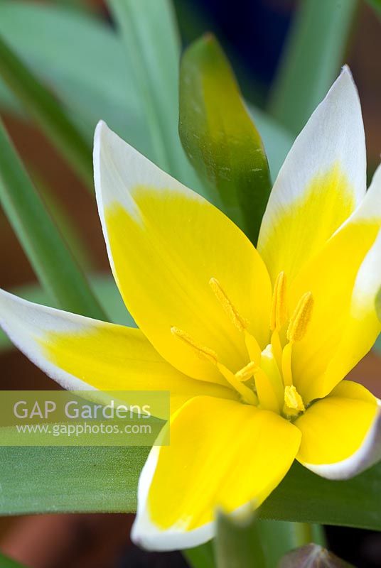 Tulipa tarda closeup