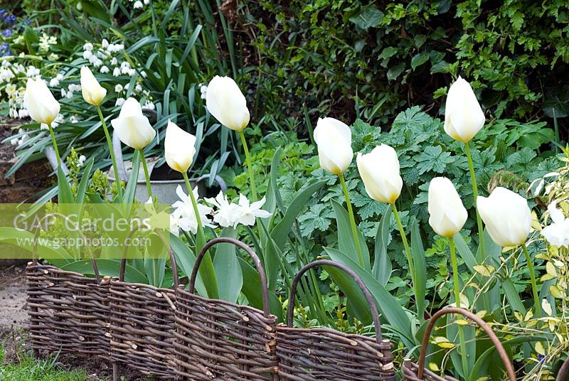 White spring border with Tulipa 'Purissima' and Narcissus 'Thalia'