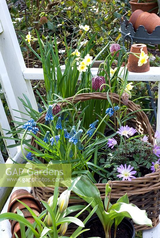 Basket of potted spring bulbs on bench -Fritillaria meleagris, Muscari, Anemone blanda, Narcissus 'Minnow', Erythronium