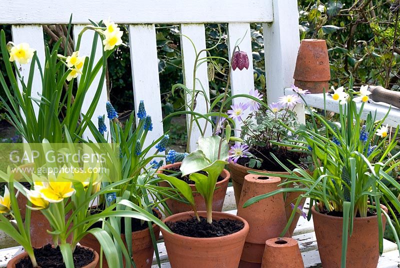 Basket of potted spring bulbs on bench -Muscari,Tulipa tarda, Narcissus tarda,  Fritillaria meleagris, Anemone blanda