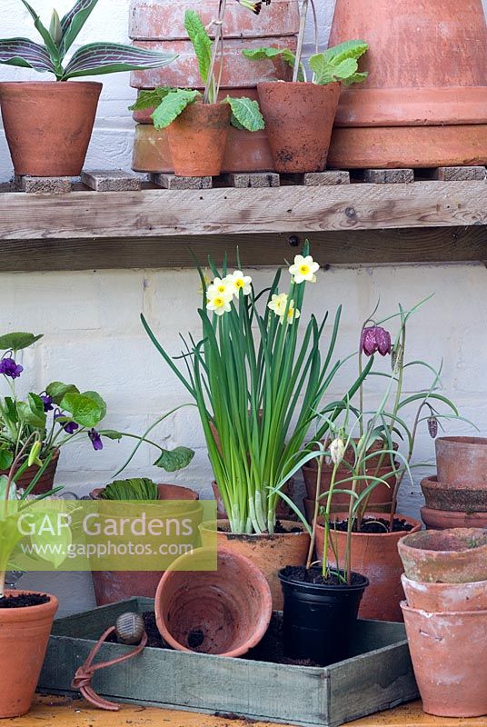 Potting up spring bulbs in vintage terracotta pots- Narcissus 'Minnow', Fritillaria meleagris