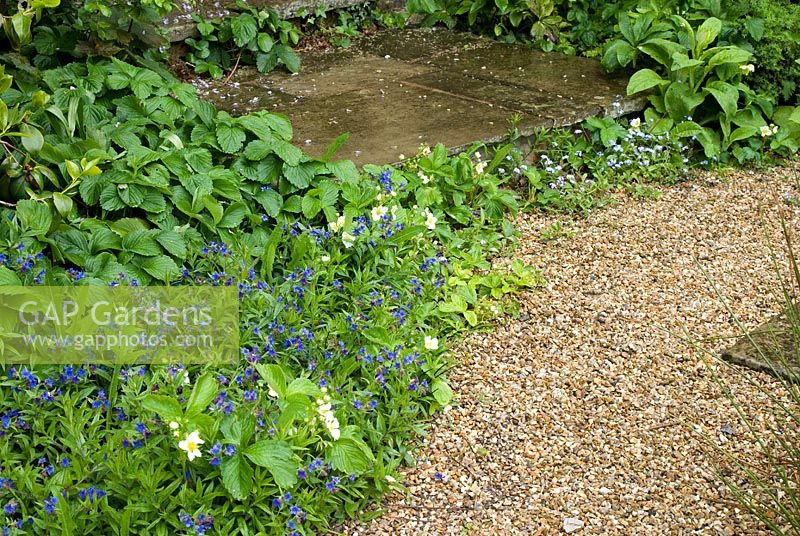 Stone step and gravel path with self seeded Omphalodes, Myosotis - Forget me not and Fragaria - Strawberry. Henbury Hall, Cheshire 