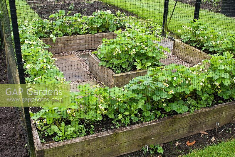 Fragaria - Strawberries in flower in raised wooden beds in protective netted cage. Henbury Hall, Cheshire