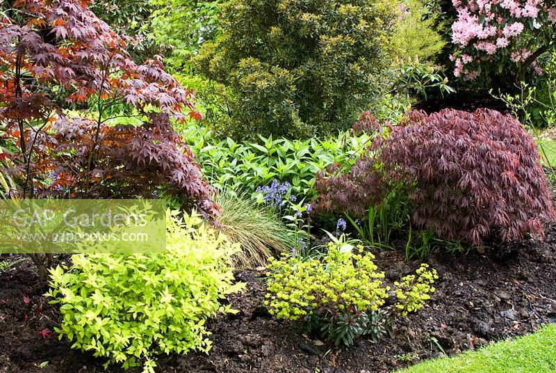 Manure mulched border with Acer palmatum 'Atropurpureum', Acer palmatum var dissectum 'Atropurpureum', Spirea 'Gold Mound', Euphorbia amygdaloides and Hyacinthoides non-scriptus - Bluebell in Spring at Henbury Hall, Cheshire