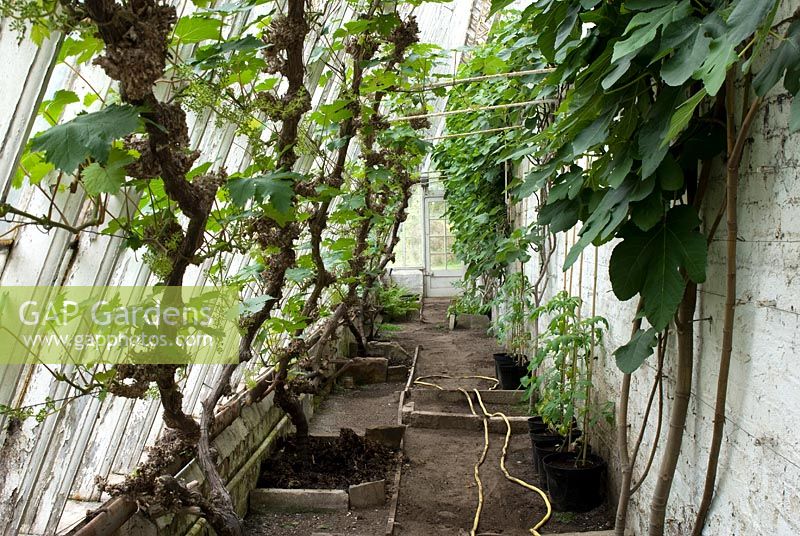 Peach 'case'. Lean-to greenhouse containing Vitis - Grape, Ficus - Fig and Tomatoes at Henbury Hall, Cheshire