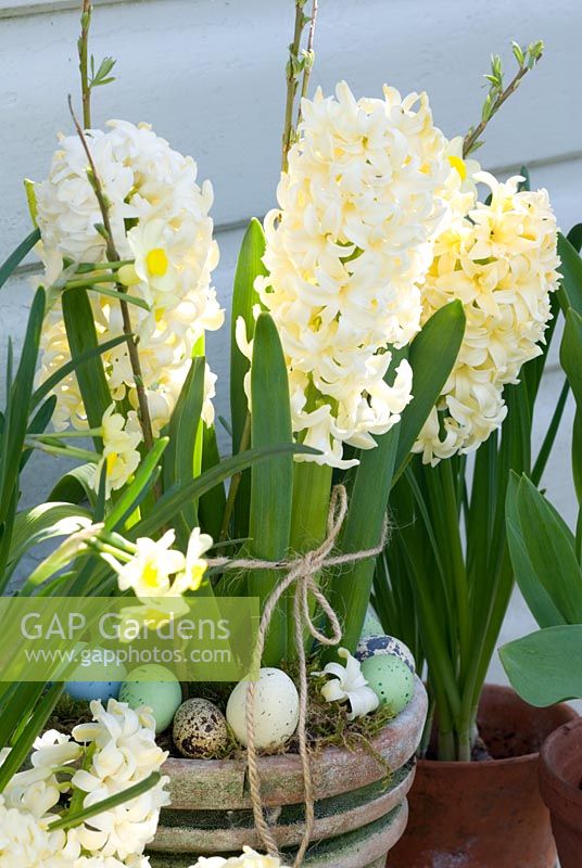 Hyacinth 'City of Harleem' in easter pot with eggs 