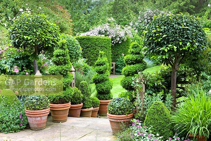 Topiary box spirals and bay standard balls around steps going from terrace to lawn