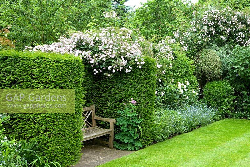 Rosa 'Paul's Himalayan Musk' growing over hedge with wooden bench seat in yew alcove