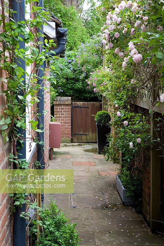 The passageway between front and rear gardens with Rosa 'Cécile Brünner' on trellis