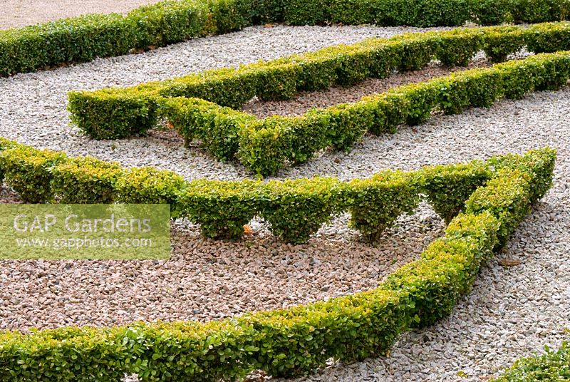 Buxus sempervirens - box hedge with different colours of decorative gravel forming parterre at Pitmedden, Aberdeenshire -  The National Trust of Scotland 