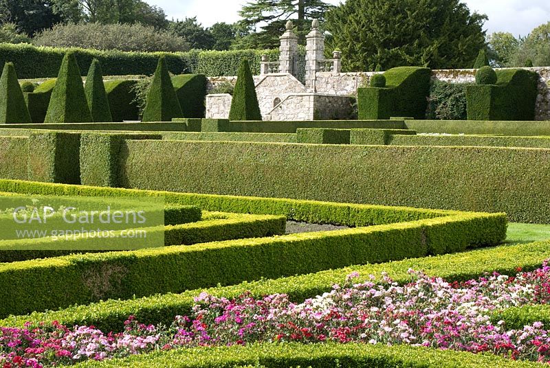 The Great Garden at Pitmedden with colourful Buxus Box edged parterres infilled with annuals. Taxus baccata - Yew - pyramids and buttresses and an elegant double staircase on the western wall. The National Trust for Scotland