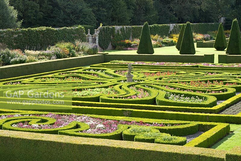 Looking down on the Great Garden at Pittmedden with colourful Buxus - Box -edged parterres infilled with annuals, Taxus baccata - Yew - clipped pyramids and herbaceous borders with trained apples on the walls behind - The National Trust for Scotland