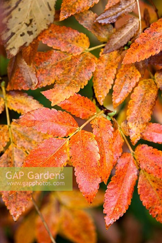 Eucryphia glutinosa - autumn foliage