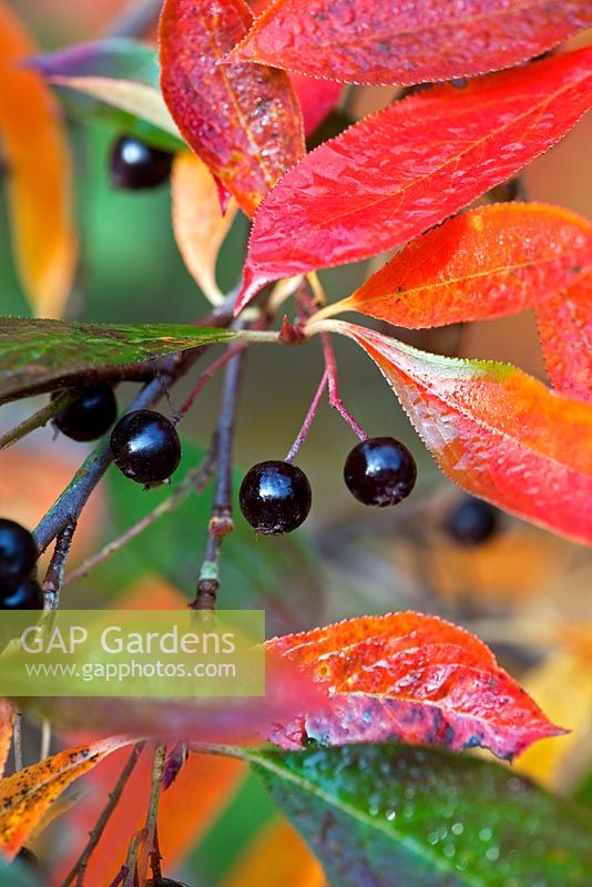 Aronia melanocarpa - autumn foliage and berries
