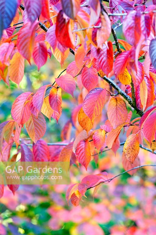 Prunus x verecunda 'Autumn Glory' - autumn foliage