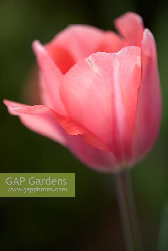 Tulipa 'Palestrina' shot at Broughton Grange. April.