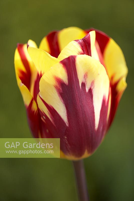 Tulip 'Helmar' shot at Broughton Grange. April.