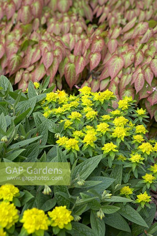 Epimedium foliage, Euphorbia and Symphytum - Comfrey. Broughton Grange,  April.